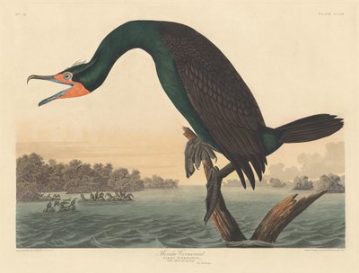 Florida Skarv af Robert Havell after John James Audubon