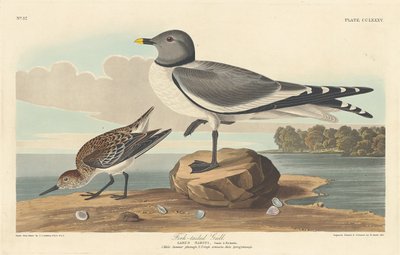 Gaffelhalemåge af Robert Havell after John James Audubon