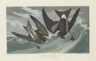 Gaffelhale Petrel af Robert Havell after John James Audubon