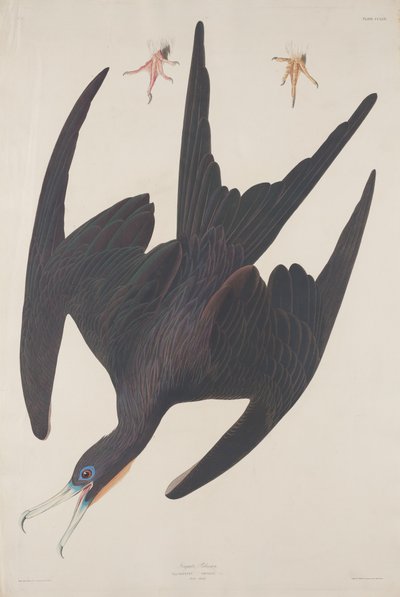 Fregat pelikan af Robert Havell after John James Audubon
