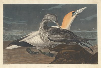 Sule af Robert Havell after John James Audubon