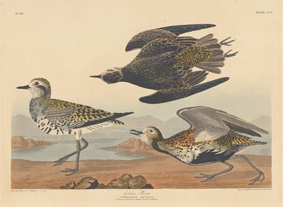 Guldhøne af Robert Havell after John James Audubon