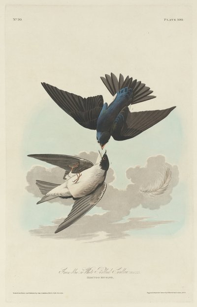 Grøn-blå eller hvidbuget svale af Robert Havell after John James Audubon