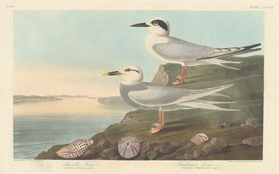 Havells Tern og Trudeaus Tern af Robert Havell after John James Audubon