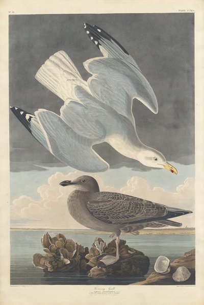 Sildemåge af Robert Havell after John James Audubon