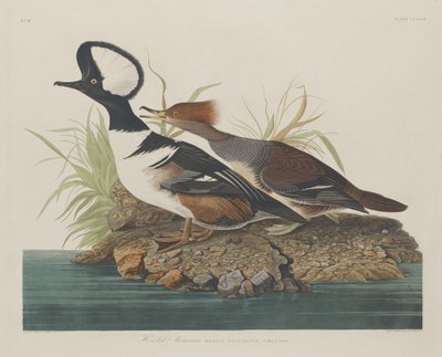 Hættebåd af Robert Havell after John James Audubon