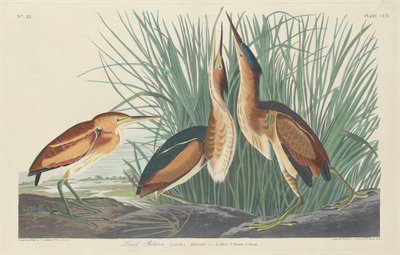 Mindst bittert af Robert Havell after John James Audubon