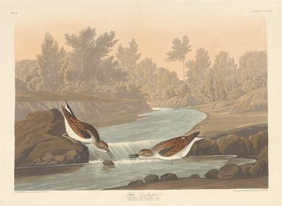 Lille Sandpiper af Robert Havell after John James Audubon