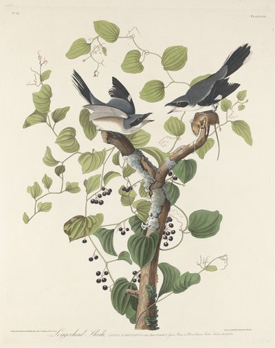 Tømmerhovedet Shrike af Robert Havell after John James Audubon