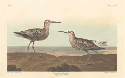 Langbenet Sandpiper af Robert Havell after John James Audubon