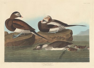 Langhaleand af Robert Havell after John James Audubon