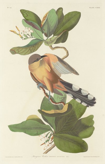 Mangrove gøg af Robert Havell after John James Audubon