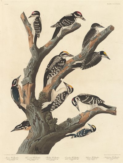 Marias Spætte af Robert Havell after John James Audubon