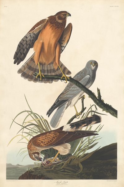 Marsh Hawk af Robert Havell after John James Audubon