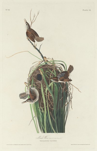 Marsh Wren af Robert Havell after John James Audubon
