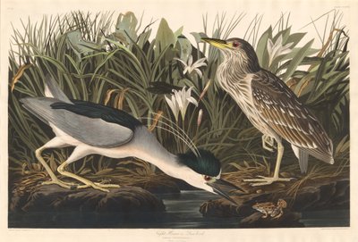 Nattehejre eller kvadfugl af Robert Havell after John James Audubon