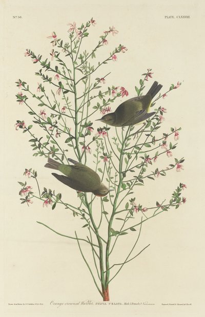 Orange-kronet Sanger af Robert Havell after John James Audubon