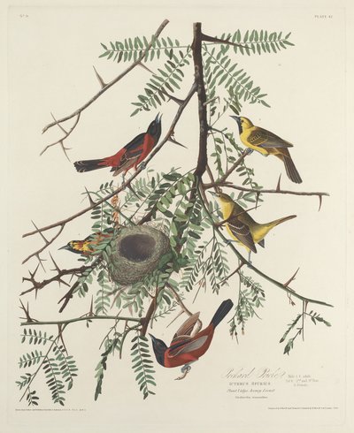 Orchard Oriole af Robert Havell after John James Audubon