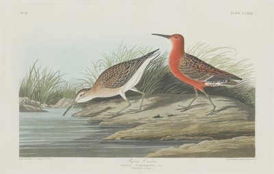 Pigmy Curlew af Robert Havell after John James Audubon