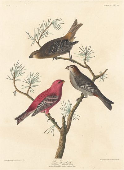 Pine Grosbeak af Robert Havell after John James Audubon