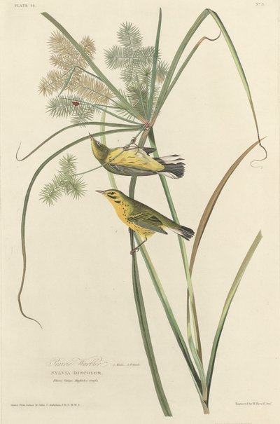 Præriesanger af Robert Havell after John James Audubon