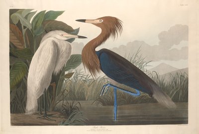 Lilla hejre af Robert Havell after John James Audubon