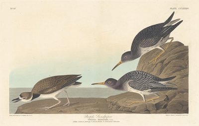 Lilla Sandpiper af Robert Havell after John James Audubon