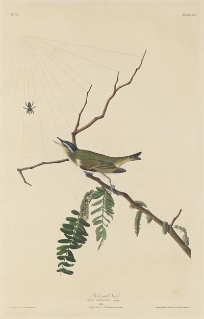 Rødøjet Vireo af Robert Havell after John James Audubon