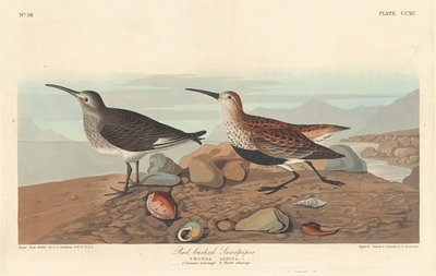Rødrygget Sandpiper af Robert Havell after John James Audubon