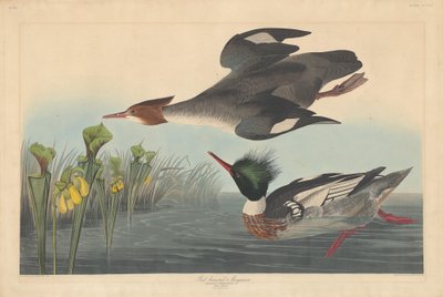 Rødbarmet Merganser af Robert Havell after John James Audubon