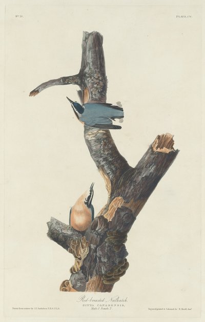 Rødbarmet nøddetæve af Robert Havell after John James Audubon