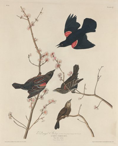 Rødvinget stær af Robert Havell after John James Audubon