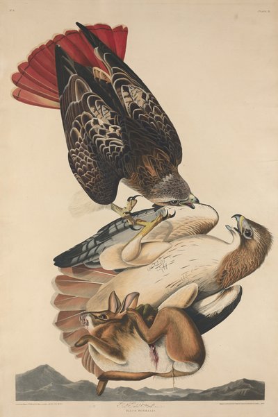 Red Tailed Hawk af Robert Havell after John James Audubon