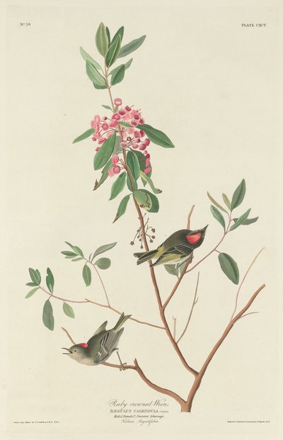 Rubinkronet Wren af Robert Havell after John James Audubon