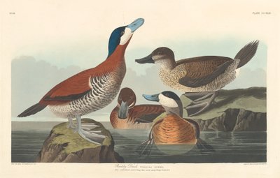 Ruddy Duck af Robert Havell after John James Audubon