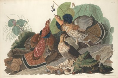 Ruffed Ryper af Robert Havell after John James Audubon