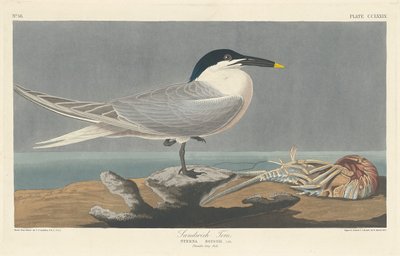 Sandwichtern af Robert Havell after John James Audubon