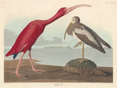 Scarlet Ibis af Robert Havell after John James Audubon