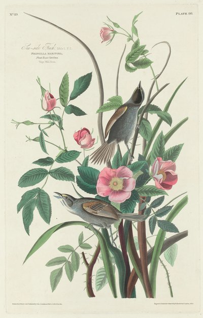 Havsidefinke af Robert Havell after John James Audubon