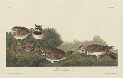 Kystlærke af Robert Havell after John James Audubon