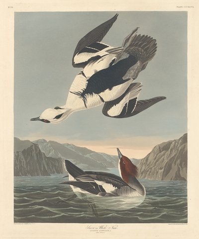 Smew eller hvid nonne af Robert Havell after John James Audubon