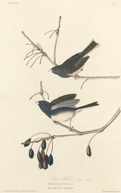 Snefugl af Robert Havell after John James Audubon