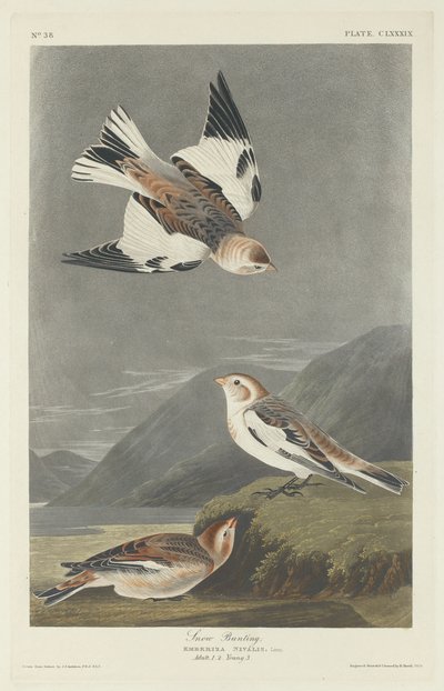 Snespurve af Robert Havell after John James Audubon