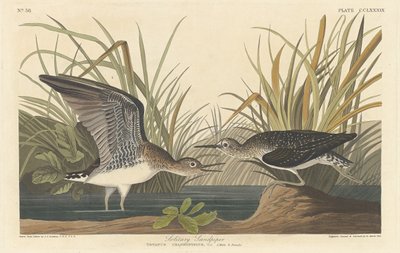 Solitær Sandpiper af Robert Havell after John James Audubon
