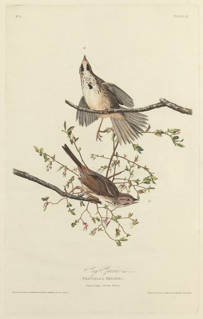 Sang Sparrow af Robert Havell after John James Audubon