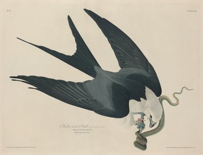 Svalehalehøg af Robert Havell after John James Audubon