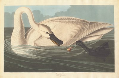 Trompetist Svane af Robert Havell after John James Audubon