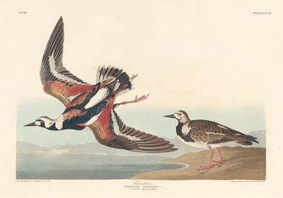 Drejesten af Robert Havell after John James Audubon
