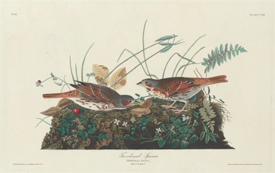 Tofarvet Spurv af Robert Havell after John James Audubon
