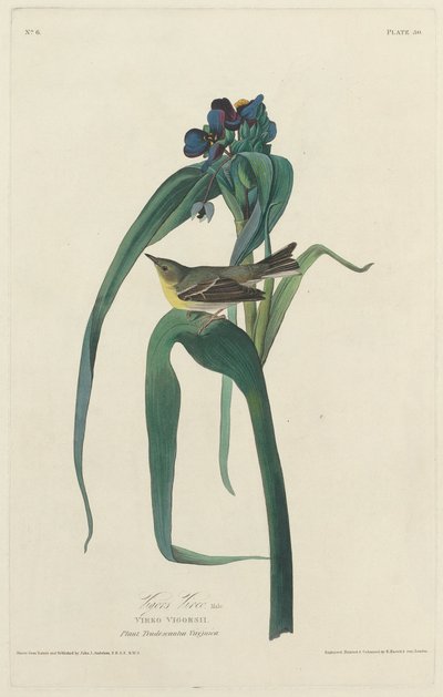 Vigor Vireo af Robert Havell after John James Audubon